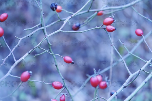 Rose hips on a bush in winter, Germany