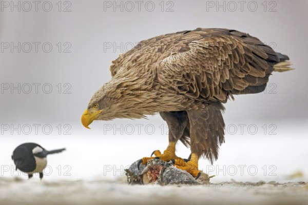 White-tailed eagle (Haliaeetus albicilla) adult bird on the water and on the ice, eating carp as prey, hunting, foraging, lake landscape, preying, hunting, magpie, water birds fleeing, herons fleeing, catches, geese, flight, bird of prey, watery landscape, Hortobágyi Nemzeti Park, Hungary
