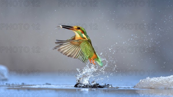 Kingfisher (Alcedo atthis) Winter and frost, hunting with fish as prey, frozen lake, ice-free, foraging, hunting, looking for prey, snow, male, flying gems, indicator of clean water and rivers, Hortobágyi Nemzeti Park, Hungary