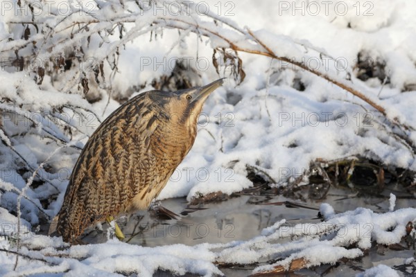 Bittern (Botaurus stellaris) in winter on a watercourse, snow and ice, frost, hunting, foraging, crepuscular and nocturnal, heron family, Middle Elbe river landscape, Saxony-Anhalt