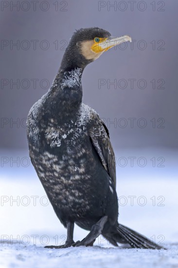 Cormorant (Phalacrocorax carbo) sitting, frost and ice on feathers, portrait, winter, hunting, fishing, sunrise, morning light, Hortobágyi Nemzeti Park, Hungary