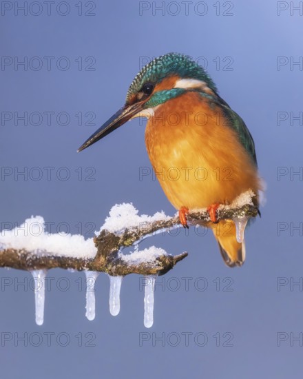 Kingfisher (Alcedo atthis) icicles, winter and frost, perching on frozen branch, foraging, hunting, looking for prey, snow, male, flying gems, indicator of clean water and rivers, Hortobágyi Nemzeti Park, Hungary