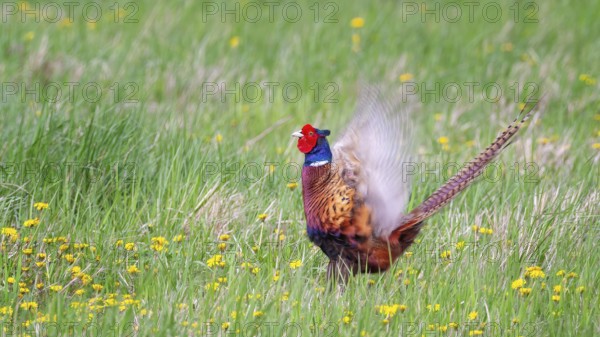 Pheasant (Phasianus colchicus) Hunting game, courtship display, calling, male, summer meadow, Middle Elbe river landscape, Saxony-Anhalt