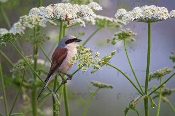 Red-backed shrike (Lanius collurio) or red-backed shrike on the lookout, hunting, male, in the hide, summer, meadow hogweed, foraging, Central Elbe river landscape, Saxony-Anhalt