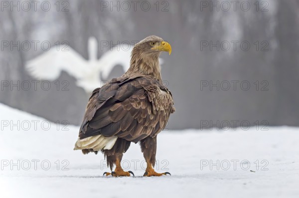 White-tailed eagle (Haliaeetus albicilla) adult bird on the water and on the ice, hunting, foraging, lake landscape, prey, hunting, waterfowl fleeing, heron fleeing, catches, flight, bird of prey, watery landscape, Hortobágyi Nemzeti Park, Hungary
