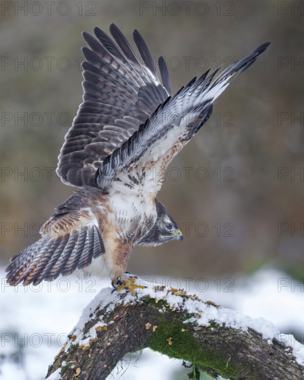 Common buzzard (Buteo buteo) Winter with snow and frost, lying in wait and sitting on a branch with moss, wings spread, foraging, Saxony-Anhalt, Germany