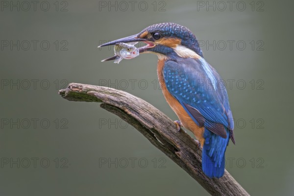 Kingfisher (Alcedo atthis) Hunting with perch as prey, ice-free, foraging, hunting, looking for prey, male, flying gems, indicator of clean water and rivers, Middle Elbe river landscape, Saxony-Anhalt