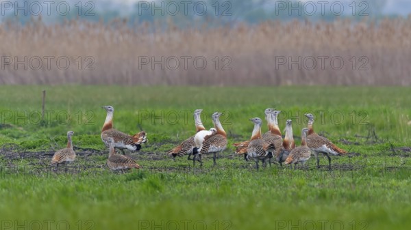 Great Bustard (Otis tarda) groups courtship display, male and female, breeding plumage, mating plumage, Pannonian Plain, Austria