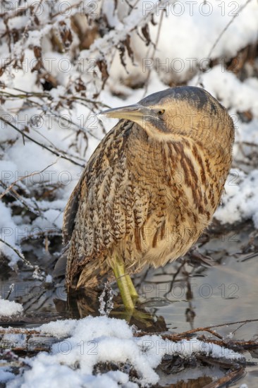 Bittern (Botaurus stellaris) in winter on a watercourse, snow and ice, frost, hunting, foraging, crepuscular and nocturnal, heron family, Middle Elbe river landscape, Saxony-Anhalt