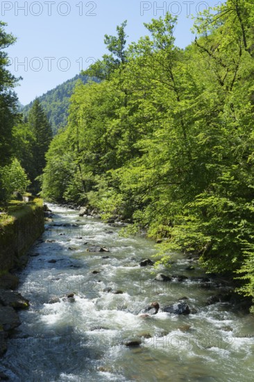 A clear river flows through a thick forest, while the sun shines through the foliage and creates a peaceful atmosphere, Borjomula River in Borjomi Park, Borjomi, Samtskhe—Javakheti region, Lesser Caucasus, Georgia