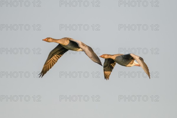 Two greylag geese (Anser anser) flying side by side in the clear sky, Dümmer nature park Park, Lower Saxony, Germany