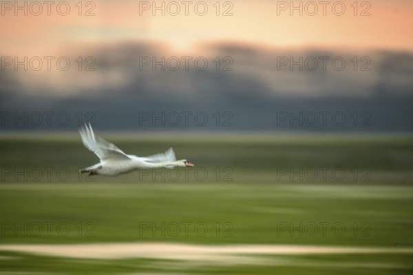 A Mute Swan (Cygnus olor) flies over a field in front of an orange-coloured sky, motion blur, Wischer, Dümmer nature park Park, Lower Saxony, Germany