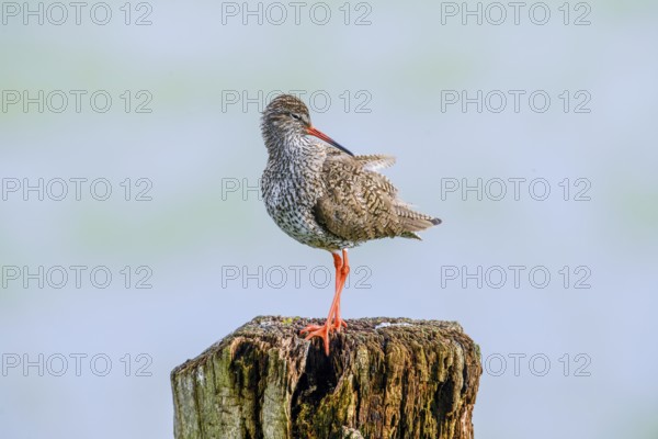A redshank (Tringa totanus) balancing on a vertical tree trunk in a natural environment, Dümmer nature park Park, Lower Saxony, Germany