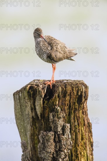 A redshank (Tringa totanus) balancing on a vertical tree trunk in a natural environment, Dümmer nature park Park, Lower Saxony, Germany
