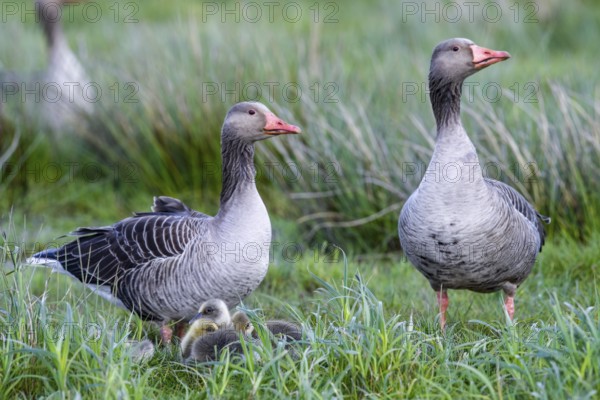 Two greylag geese (Anser anser) guarding their chicks in the tall grass, a feeling of family and care, Dümmer nature park Park, Lower Saxony, Germany