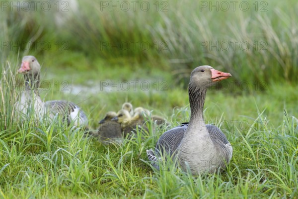 Greylag geese (Anser anser) with their goslings in the tall grass of a green wet meadow, Dümmer nature park Park, Lower Saxony, Germany