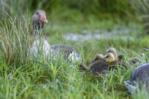 Greylag goose (Anser anser) with its chicks in the tall grass of a green meadow, Dümmer nature park Park, Lower Saxony, Germany