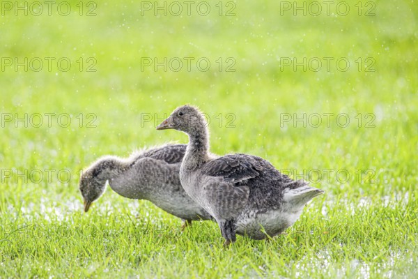 Two large goslings of grey goose (Anser anser) standing on a green meadow and searching the ground, Dümmer nature park Park, Lower Saxony, Germany