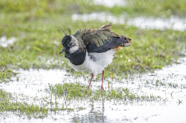 A lapwing (Vanellus vanellus) with a crest of feathers stands on a wet meadow and observes the surroundings, Dümmer nature park Park, Lower Saxony, Germany