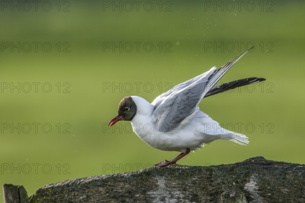 A black-headed gull (Chroicocephalus ridibundus, syn.: Larus ridibundus) raises its wings on a wooden beam in front of a green background, Dümmer nature park Park, Lower Saxony, Germany