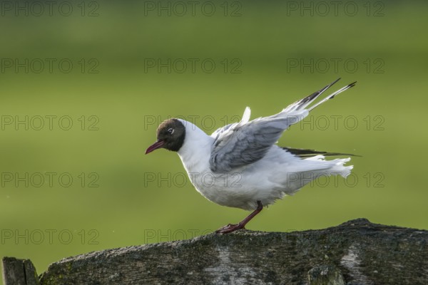 A Black-headed GullBlack-headed Black-headed Gull (Chroicocephalus ridibundus, syn.: Larus ridibundus) stretching its plumage on a wooden beam against a green background, Dümmer nature park Park, Lower Saxony, Germany