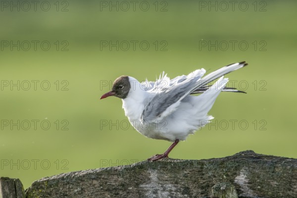 A Black-headed Black-headed Gull Black-headed Gull (Chroicocephalus ridibundus, Syn.: Larus ridibundus) preens its plumage on a wooden beam in front of a green background, Dümmer nature park Park, Lower Saxony, Germany