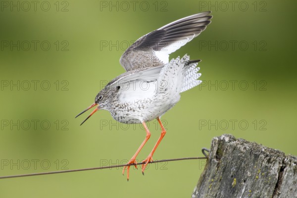 A redshank (Tringa totanus) balancing on a tightrope, its wings wide open, Dümmer nature park Park, Lower Saxony, Germany