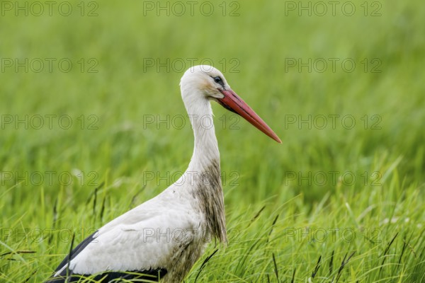 A stork (Ciconia ciconia) standing upright in the tall grass of a meadow, Dümmer nature park Park, Lower Saxony, Germany