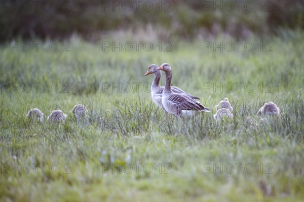Greylag geese (Anser anser) with their goslings in the tall grass of a green meadow, Dümmer nature park Park, Lower Saxony, Germany