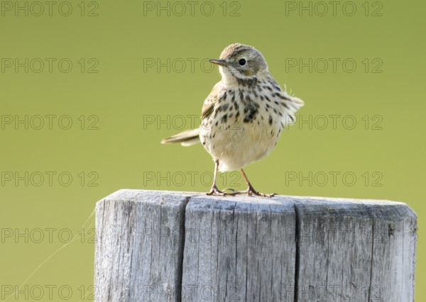 A meadow pipit (Anthus pratensis) sitting on a wooden post in front of a blurred background, Dümmer nature park Park, Lower Saxony, Germany