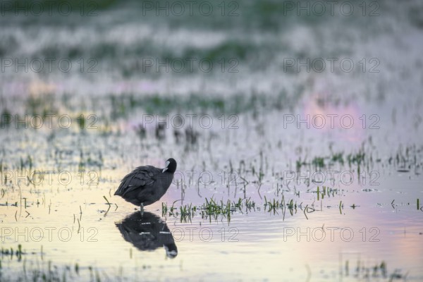 A coot (Fulica atra) stands in shallow water at sunset, the light creates a pink reflection, Dümmer nature park Park, Lower Saxony, Germany