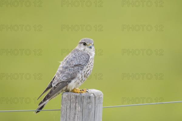 A Merlin (Falco columbarius) sits attentively on a wooden fence post against a green background, Dümmer nature park Park, Lower Saxony, Germany