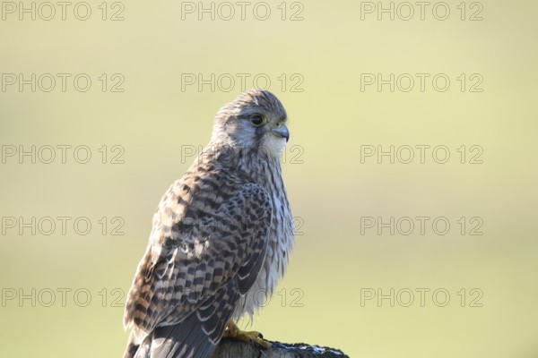 A Common Kestrel (Falco tinnunculus) with detailed plumage sits attentively on a pole and observes the surroundings against a blurred background, Dümmer nature park Park, Lower Saxony, Germany