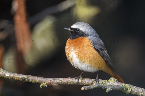 A redstart (Phoenicurus phoenicurus) with an orange-coloured belly sits quietly on a branch, Dümmer nature park Park, Lower Saxony, Germany