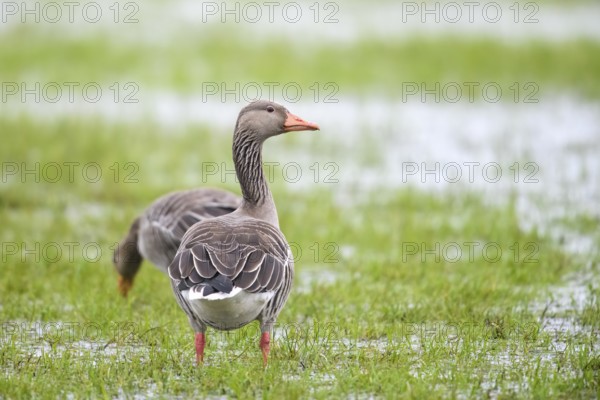 Two grey geese (Anser anser) standing on a flooded meadow, Dümmer nature park Park, Lower Saxony, Germany