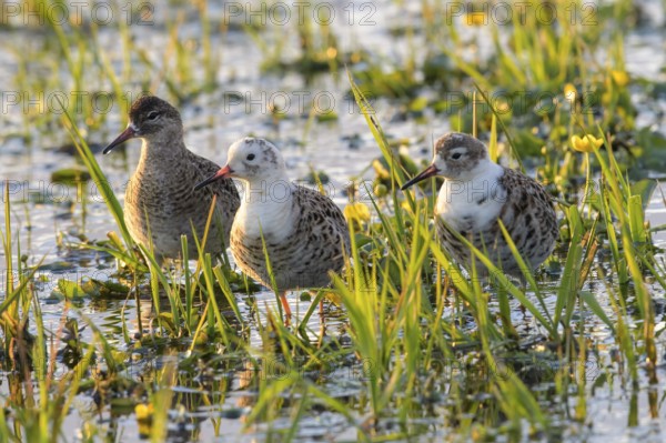 Three ruffs (Calidris pugnax, Syn.: Philomachus pugnax) standing in the water surrounded by grass and flowers, Dümmer nature park Park, Lower Saxony, Germany