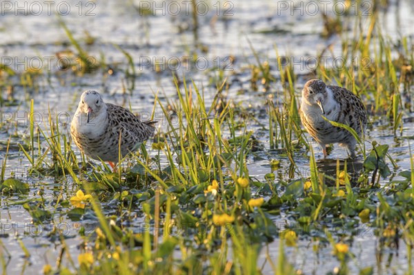 Two ruffs (Calidris pugnax, Syn.: Philomachus pugnax) standing in the water surrounded by grass and flowers, Dümmer nature park Park, Lower Saxony, Germany