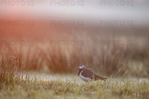 A lapwing (Vanellus vanellus) stands in the tall grass at sunrise in the fog, Dümmer nature park Park, Lower Saxony, Germany