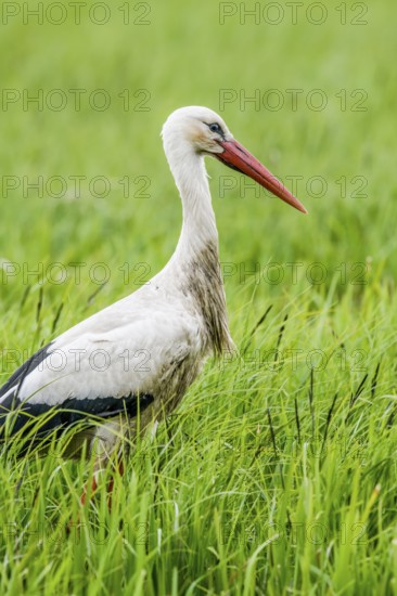 A stork (Ciconia ciconia) standing upright in the tall grass of a meadow, Dümmer nature park Park, Lower Saxony, Germany