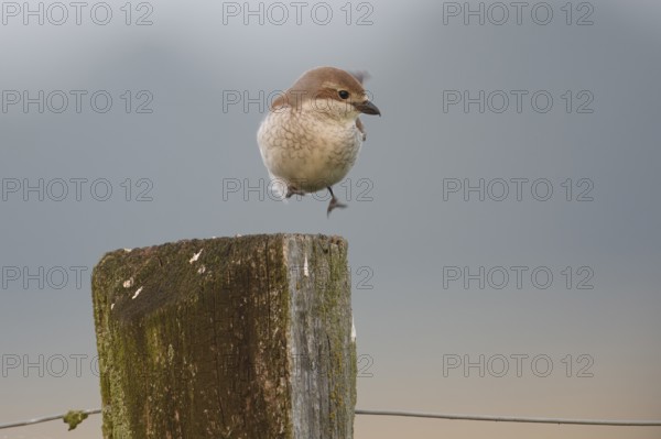 A female red-backed shrike (Lanius collurio) hopping on an old fence post in front of a blurred, foggy background, Dümmer nature park Park, Lower Saxony, Germany