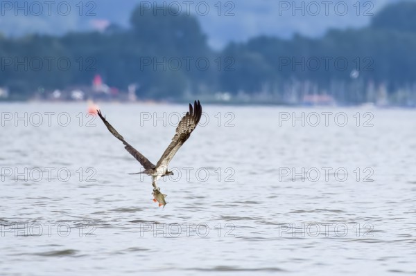 An osprey (Pandion haliaetus) catches a fish over Lake Dümmer in front of the sailing boat harbours in Hüde, Dümmer nature park Park, Lower Saxony, Germany