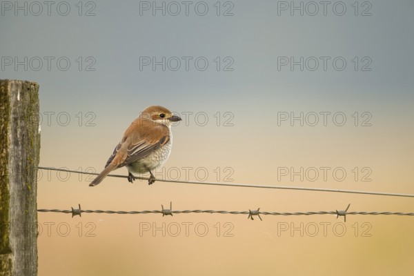 A female red-backed shrike (Lanius collurio) sitting on a wire between old fence posts, in front of a soft sky, Dümmer nature park Park, Lower Saxony, Germany