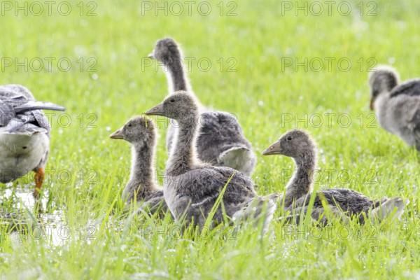 A group of large grey geese goslings (Anser anser) sitting on a green meadow and looking in different directions, Dümmer nature park Park, Lower Saxony, Germany