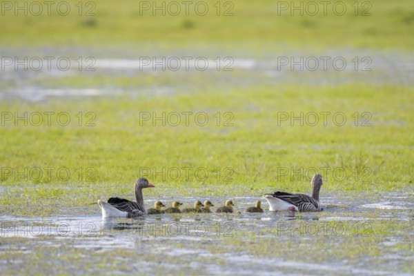 A family of greylag geese (Anser anser) accompanies their chicks as they swim through shallow water on a wet meadow, Dümmer nature park Park, Lower Saxony, Germany