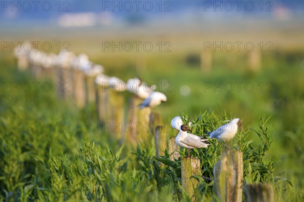Black-headed gulls (Chroicocephalus ridibundus, syn.: Larus ridibundus) sitting on fence posts in a green meadow, in mild morning light, Dümmer nature park Park, Lower Saxony, Germany