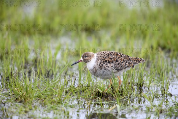 A single ruff (Calidris pugnax, Syn.: Philomachus pugnax) standing in the grass and water, surrounded by natural landscape, Dümmer nature park Park, Lower Saxony, Germany