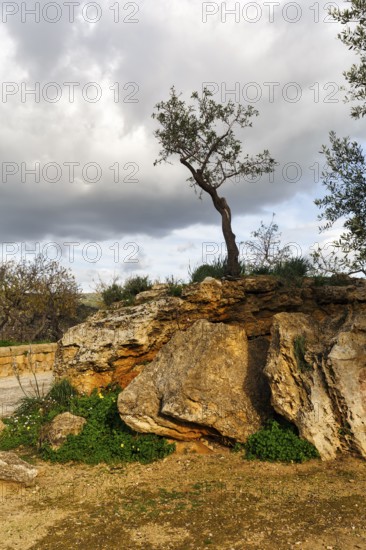 Gnarled olive tree (Olea europaea), rocky Mediterranean landscape, lithophyte, rock plant, adaptation, environment, symbolic photo, Valley of the Temples, Agrigento, Sicily, Italy