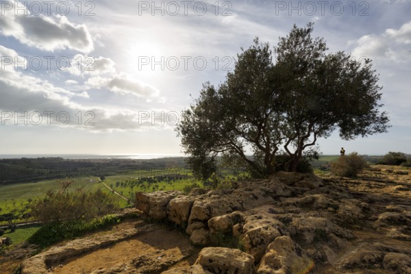 Olive tree, coastline on the horizon, sun rays, Valley of the Temples, Agrigento, Sicily, Italy