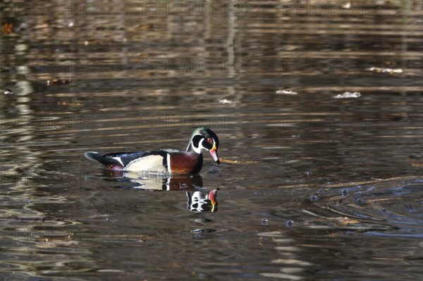 Common mallard (Aix sponsa) on a lake, winter, Germany