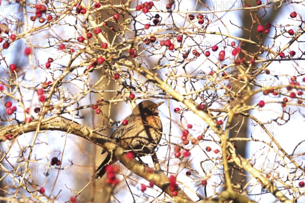Blackbird in a tree, winter, Germany